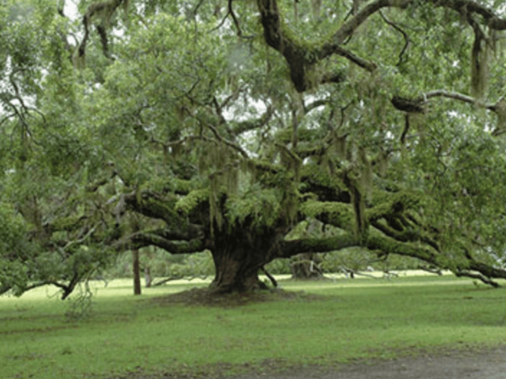Oak Tree Image -3